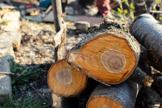 How Our Tree Care Process Works  in  Pleasant View, UT